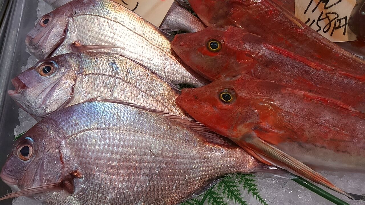 魚の旬とは 旬の魚が美味しいとは限らない いついな ブログ 魚の旬とは 旬の魚が美味しいとは限らない いついな ブログ