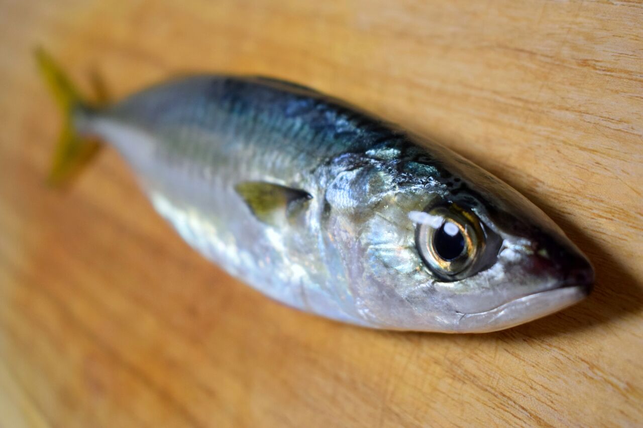 理解して釣果アップ 魚がよく釣れる 時合い じあい いついな ブログ 理解して釣果アップ 魚がよく釣れる 時合い じあい いついな ブログ