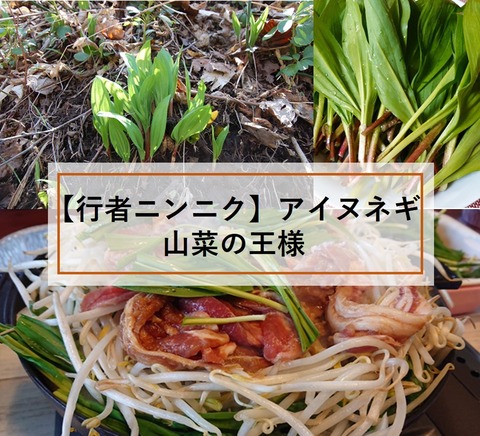 知る人ぞ知るウマさ 行者にんにく アイヌネギ いついな ブログ 知る人ぞ知るウマさ 行者にんにく アイヌネギ いついな ブログ