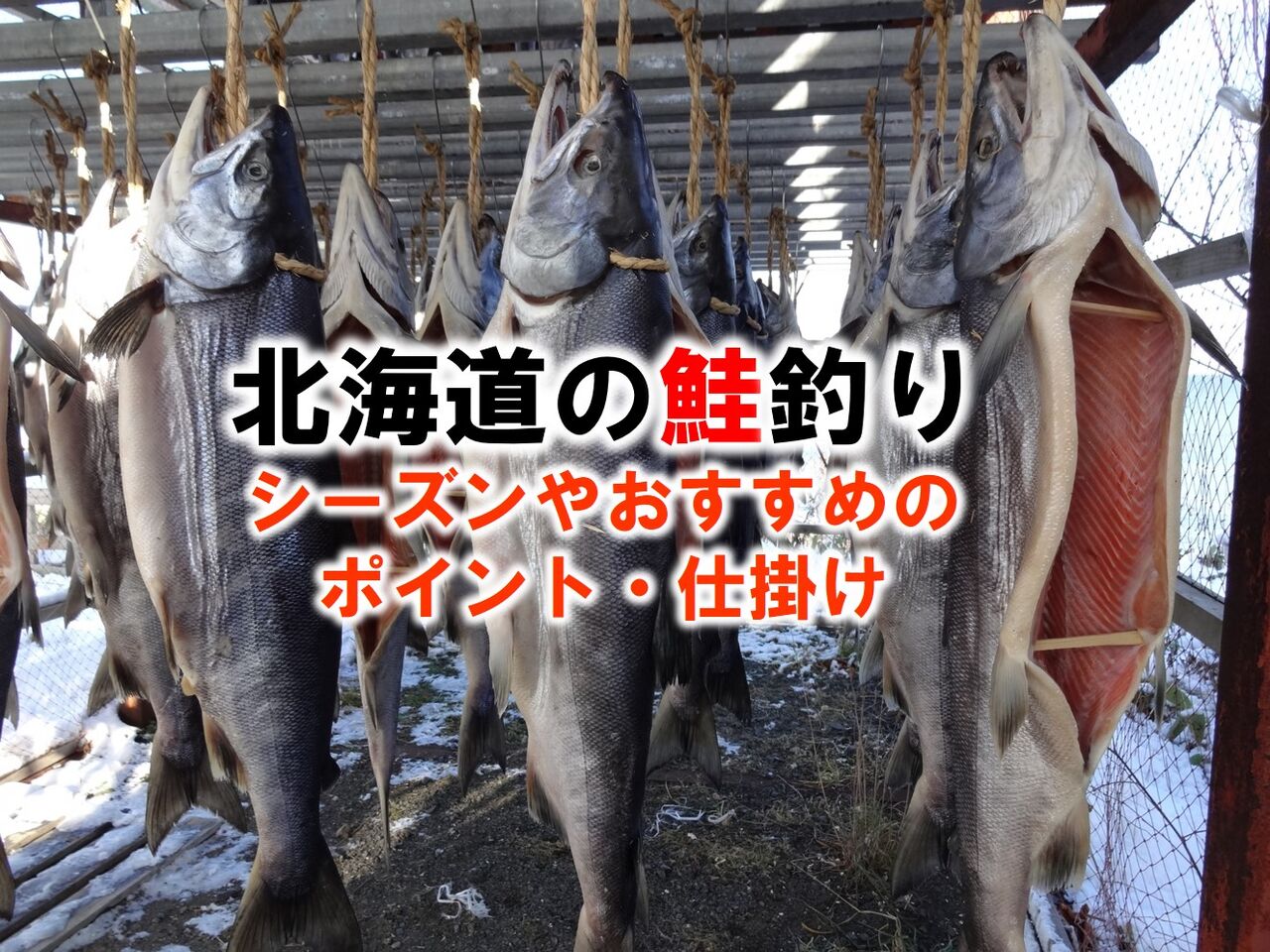 アキアジ 鮭 の釣り方を公開 確実に 大物 を仕留める その壱 いついな ブログ