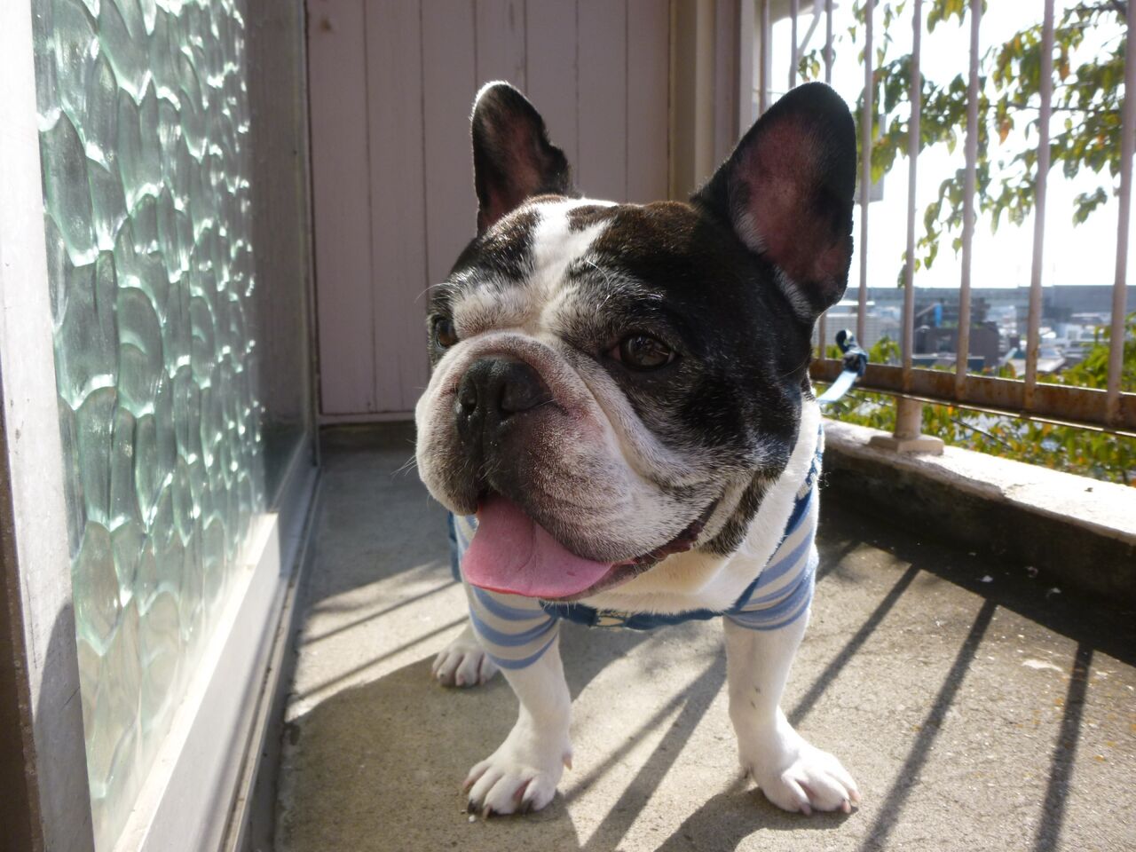 犬に 醤油 は絶対ng いついな ブログ 犬に 醤油 は絶対ng いついな ブログ