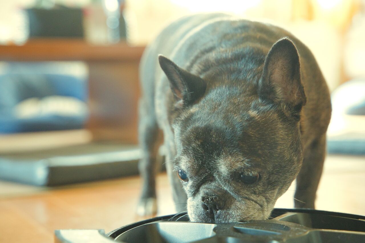 犬にngな 食器台 4選 いついな ブログ 犬にngな 食器台 4選 いついな ブログ