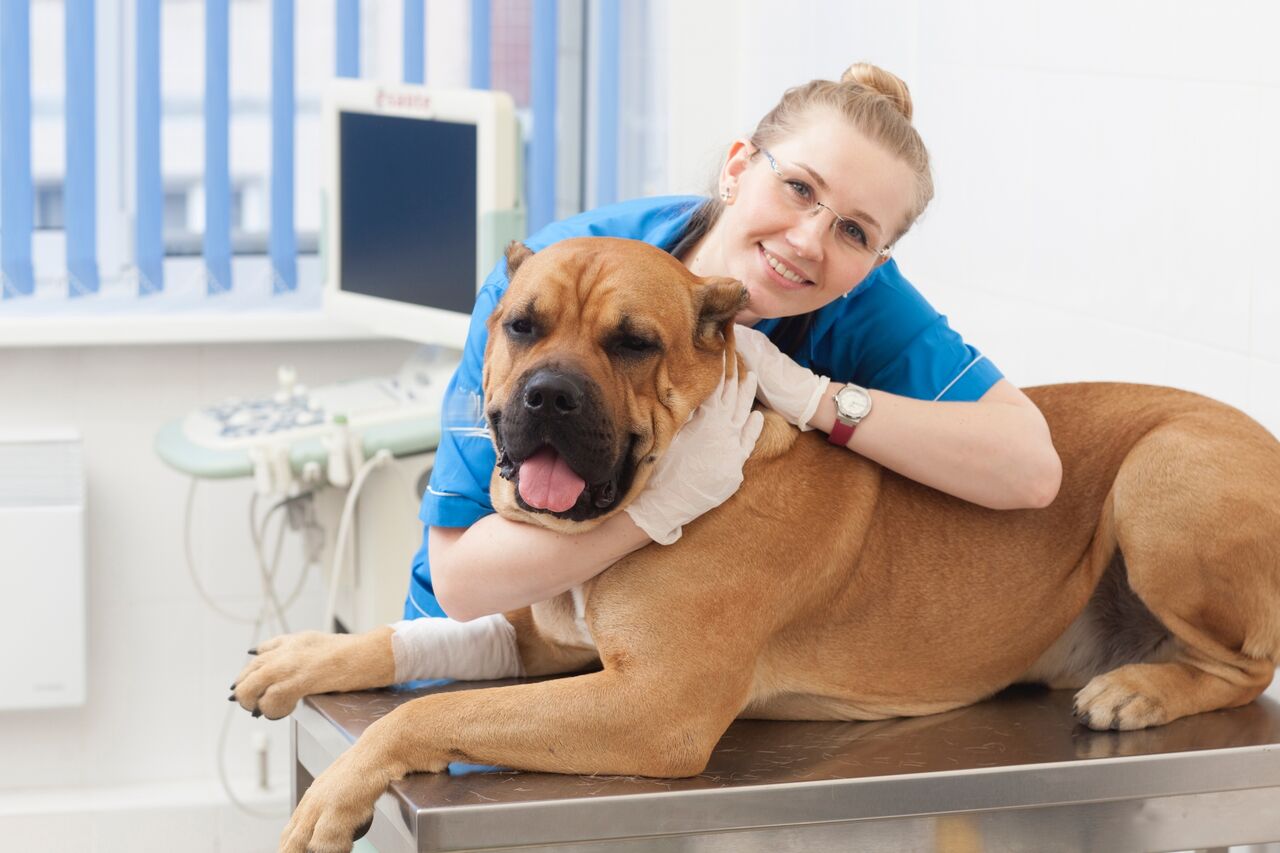 犬に 醤油 は絶対ng いついな ブログ