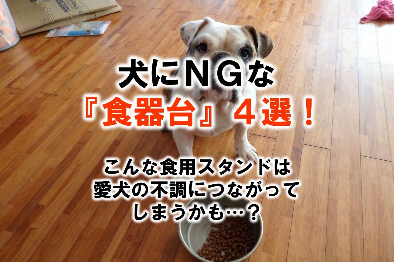 犬にngな 食器台 4選 いついな ブログ 犬にngな 食器台 4選 いついな ブログ