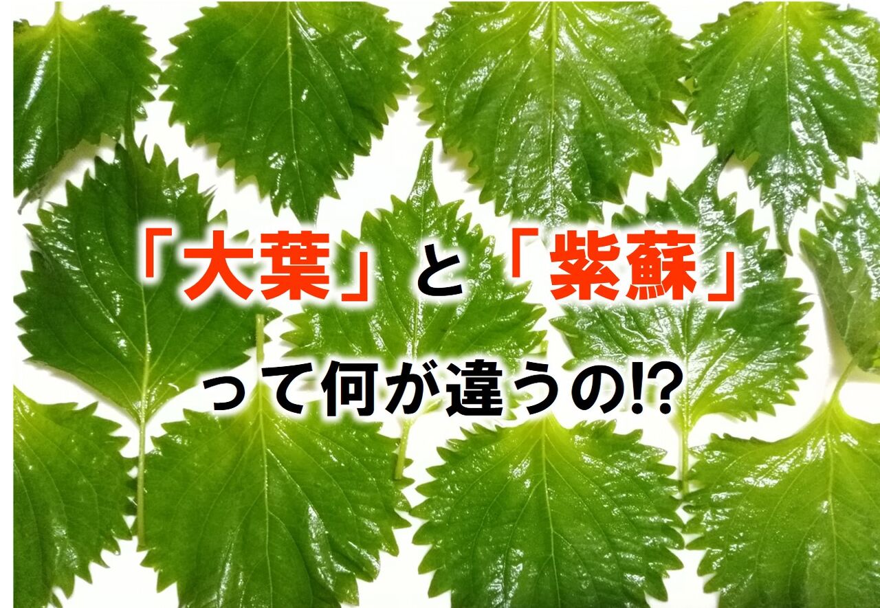 と の 違い 大葉 しそ