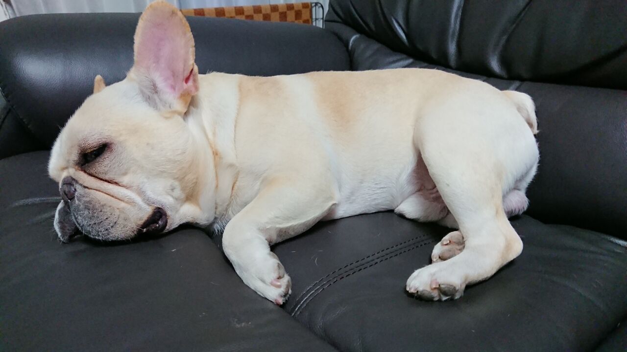 犬に 醤油 は絶対ng いついな ブログ