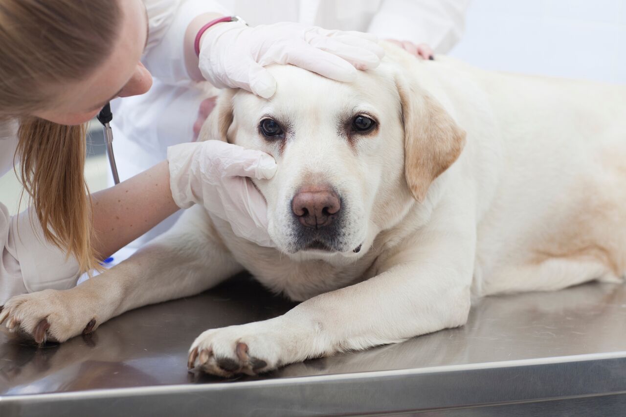 犬に 醤油 は絶対ng いついな ブログ 犬に 醤油 は絶対ng いついな ブログ