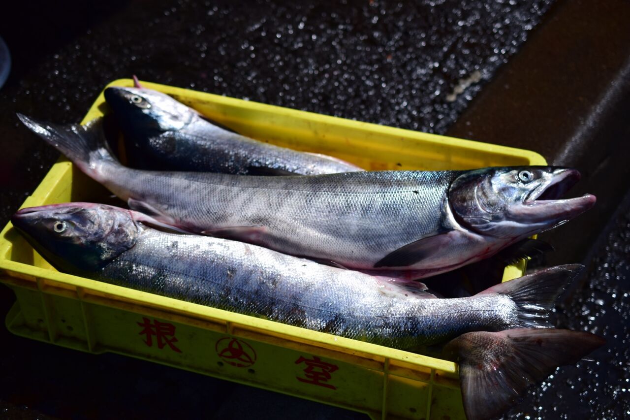 アキアジ 鮭 の釣り方を公開 確実に 大物 を仕留める その壱 いついな ブログ