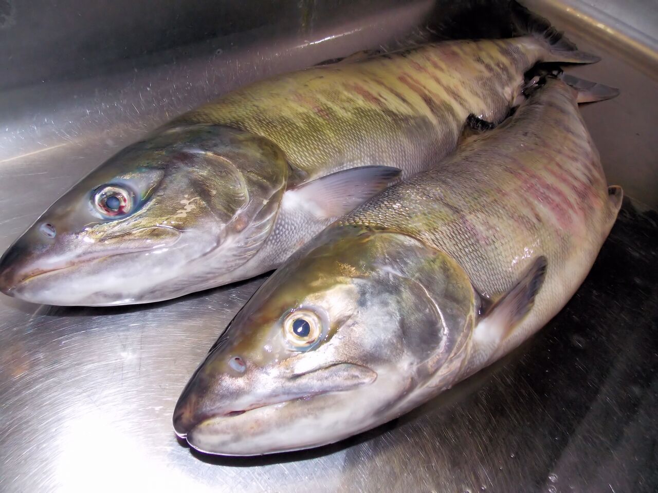 アキアジ 鮭 の釣り方を公開 確実に 大物 を仕留める その壱 いついな ブログ