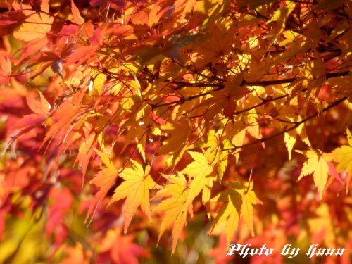 鶴舞公園の紅葉 白い街の小さな花