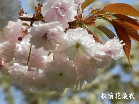 ma2_tda18