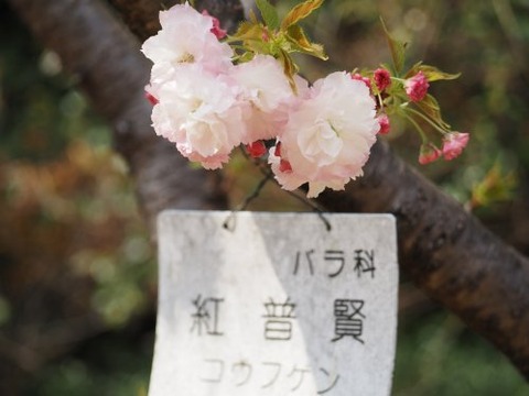 ka8_hid23