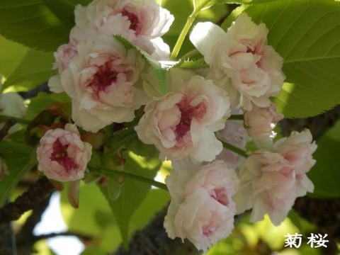 ka4_tda18