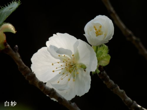 イメージ 10