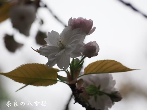 240418_na1