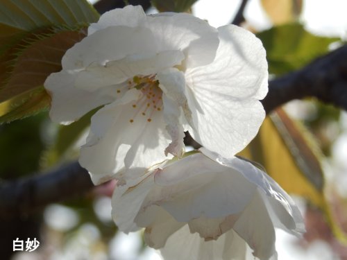 イメージ 7