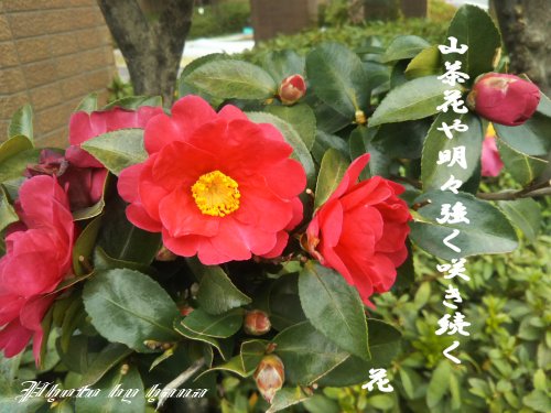 イメージ 1