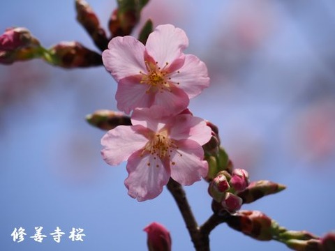 sa11_his24