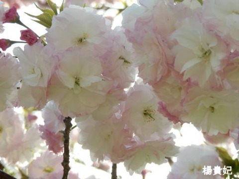 ya2_oda16