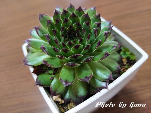 センペルビウム 白い街の小さな花