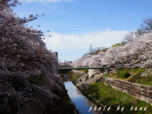 イメージ 7