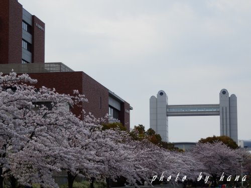イメージ 6
