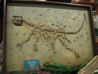 シッタコサウルスの化石