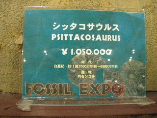 シッタコサウルスの化石１５０万円
