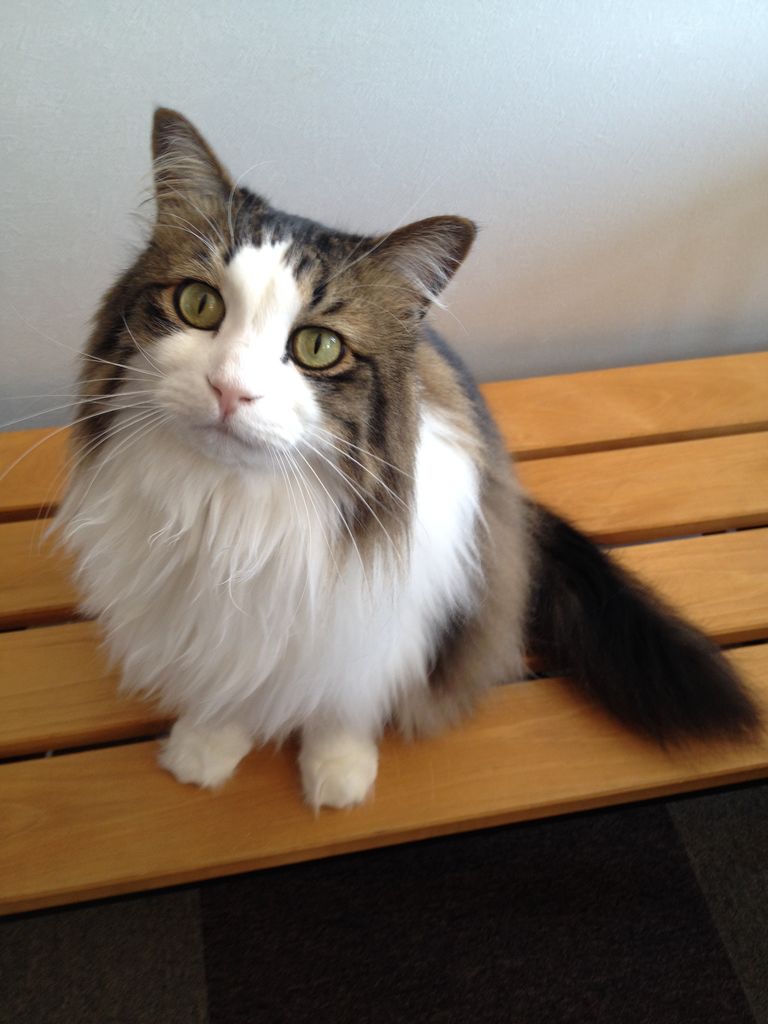 長い毛のネコちゃんが多めの猫カフェ いつきちゃんのほのぼの日記
