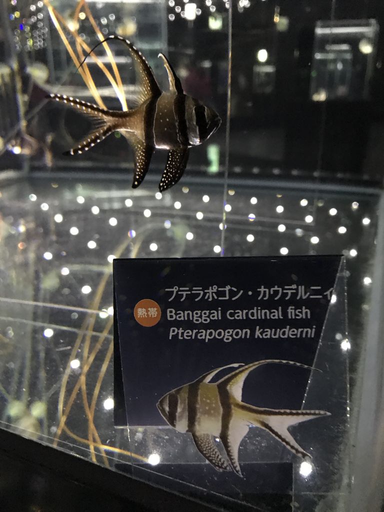 恋が叶ぅ？SNS映ぇを探しに！【2日目・その6】 : いつきちゃんの 