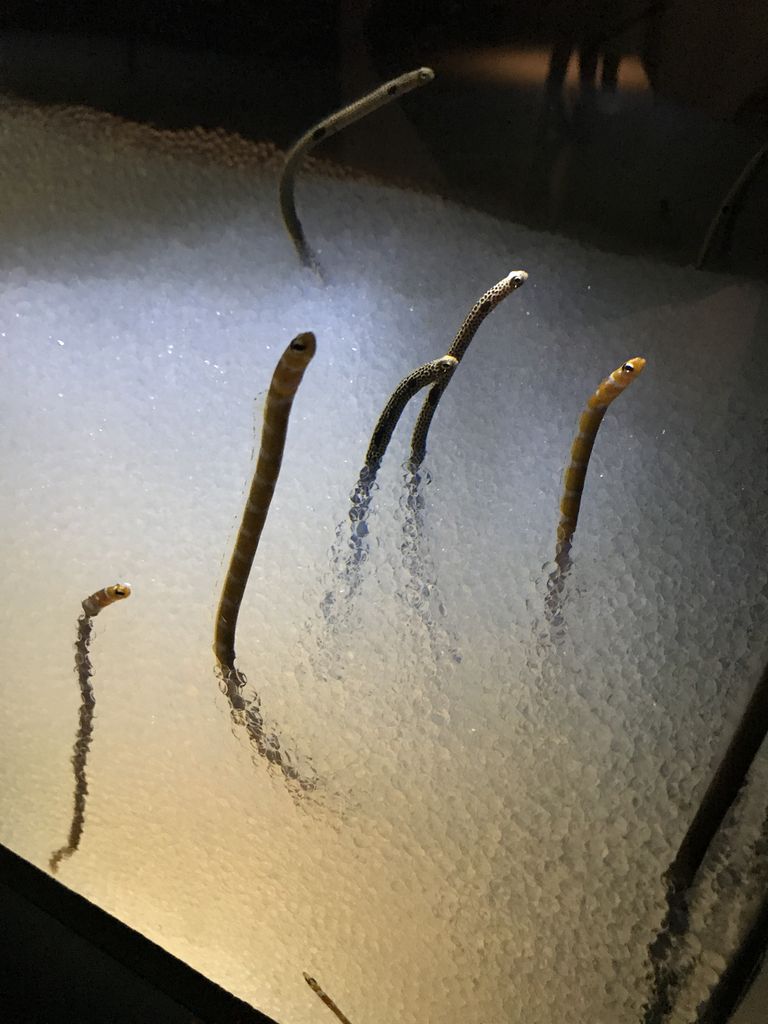 恋が叶ぅ Sns映ぇを探しに 2日目 その6 いつきちゃんのほのぼの日記