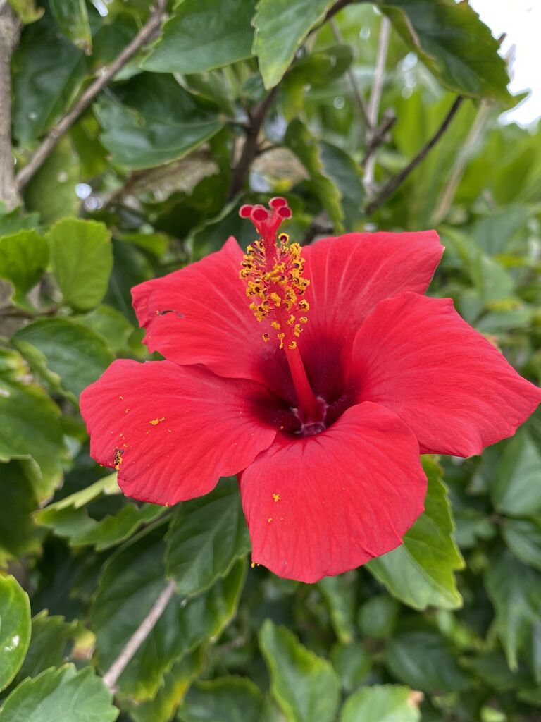 ケンムンを捕まぇる旅 3日目 その6 いつきちゃんのほのぼの日記 ケンムンを捕まぇる旅 3日目 その6 いつきちゃんのほのぼの日記