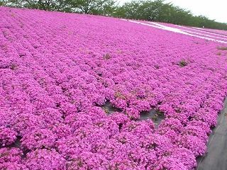 $「焼肉 いつものところ」マスターのアウトドアな1日