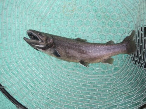 $「焼肉 いつものところ」マスターのアウトドアな1日
