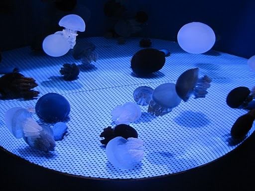$ピュアティマスターのアウトドアな1日