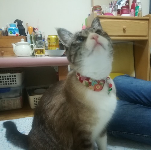 猫NO.1103