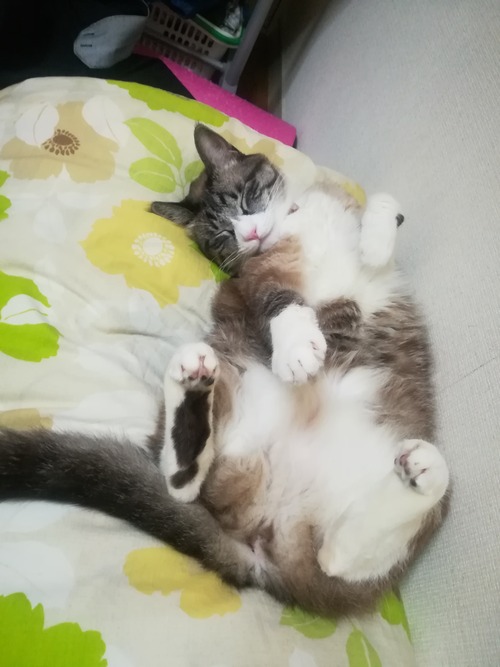 猫NO.1100