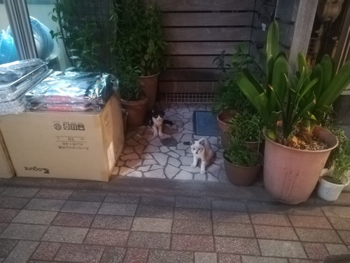 猫NO.1117
