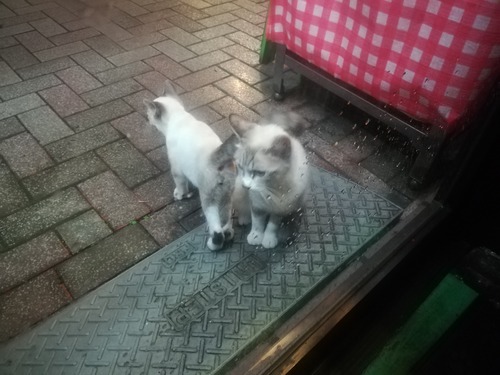猫NO.1120