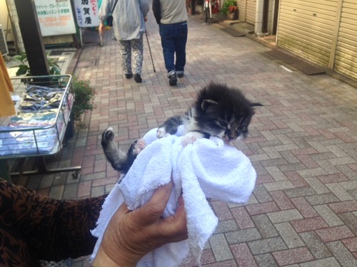 neko2