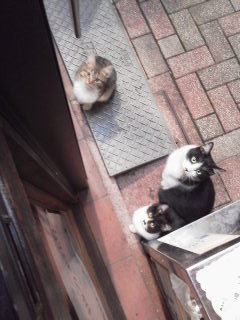 母猫の説教|十条猫物語り~猫写真集~