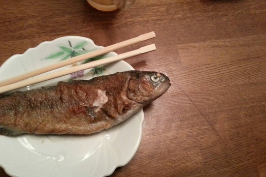yamame,iwananohoukosagasi3587