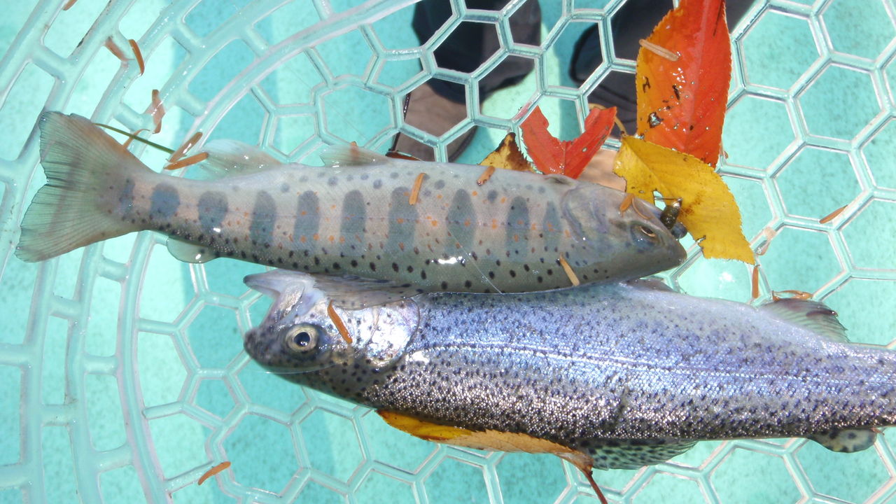 爆釣 としまえんフィッシングエリア 13 11 11 Flyfishing Plus ヤマメ イワナの宝庫探し