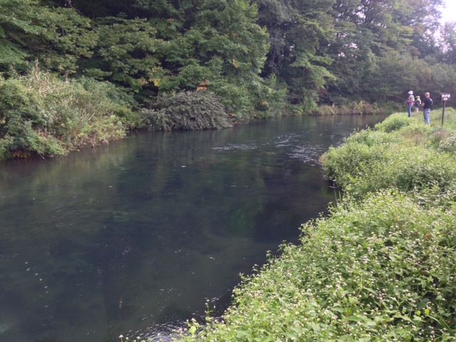 yamame,iwananohoukosagasi37168