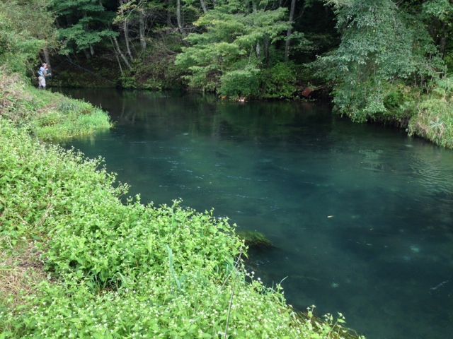 yamame,iwananohoukosagasi37169