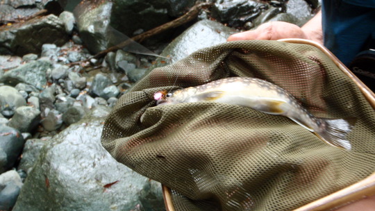 PA070018