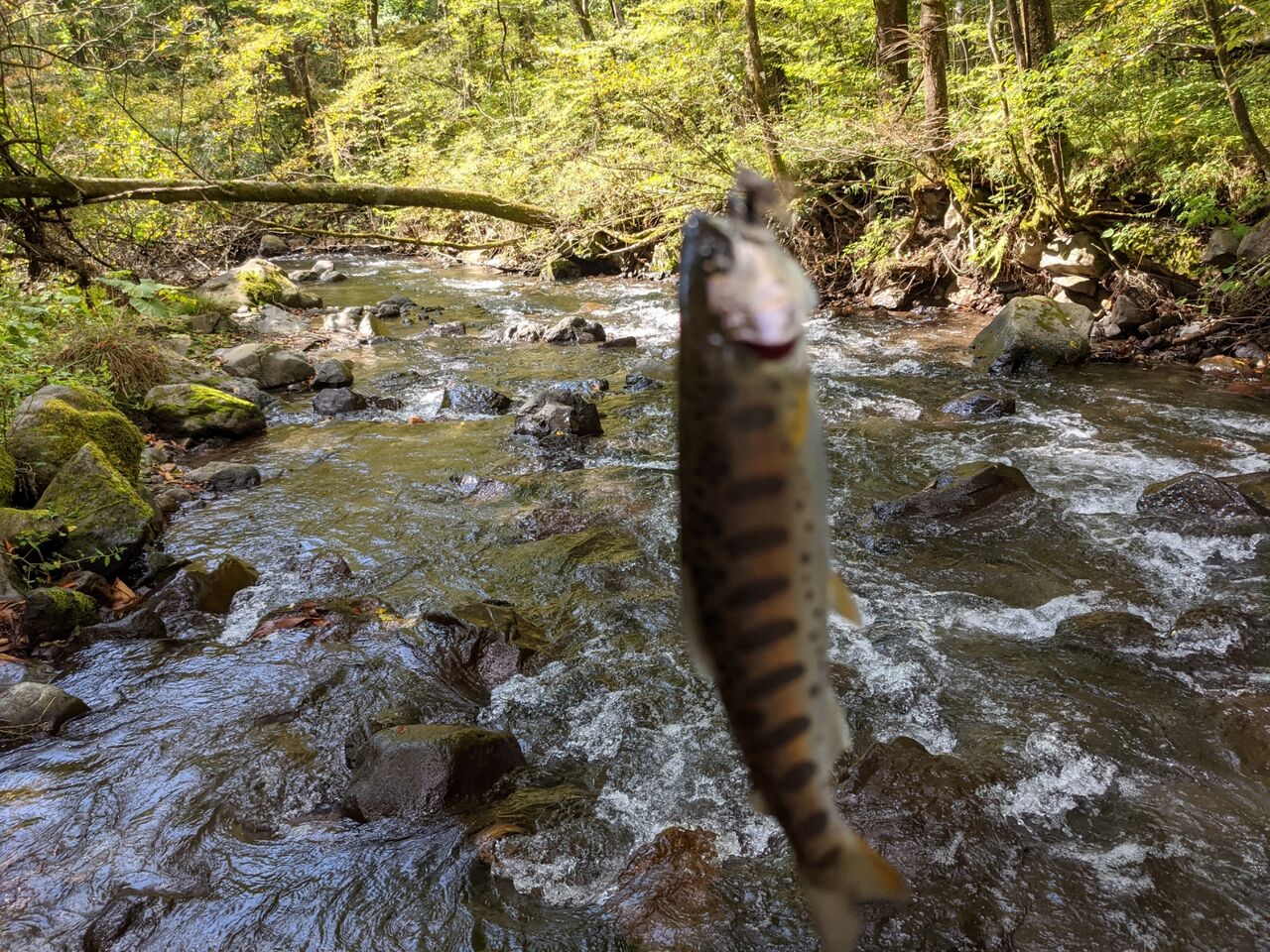 今年最後の渓流釣り 9月29日 金 Flyfishing Plus ヤマメ イワナの宝庫探し