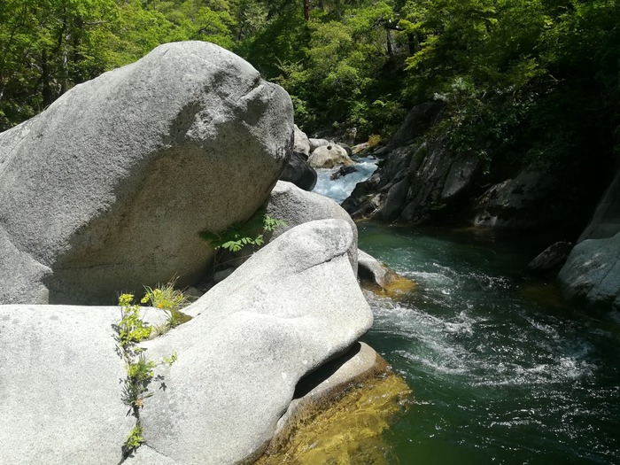 yamame,iwananohoukosagasi3736070