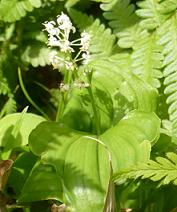 �ޥ��ť륽��