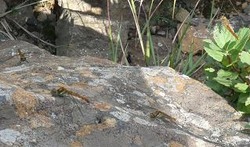 トンボ4匹 乱遊イツモ数十匹